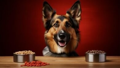 merrick dog food reviews